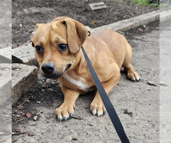 Medium Photo #1 Mutt Puppy For Sale in San Antonio, TX, USA