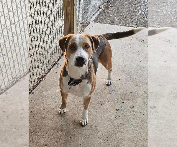 Medium Photo #1 Mutt Puppy For Sale in DuQuoin, IL, USA