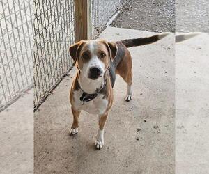 Mutt Dogs for adoption in DuQuoin, IL, USA