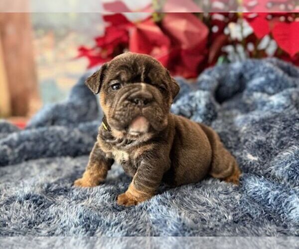 Medium Photo #6 English Bulldog Puppy For Sale in OOLOGAH, OK, USA