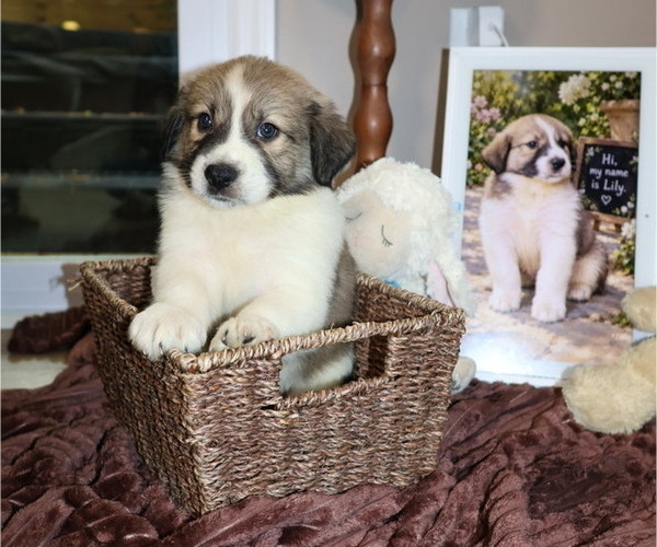 Medium Photo #10 Australian Shepherd Puppy For Sale in LEXINGTON, SC, USA
