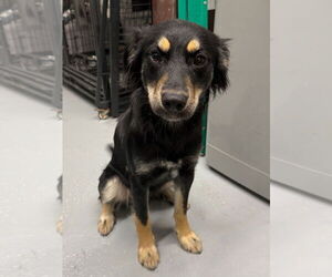 Australian Shepherd Dogs for adoption in GILBERTS, IL, USA