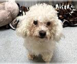 Small Maltipoo