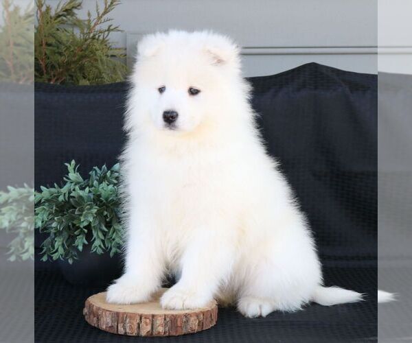 Medium Photo #2 Samoyed Puppy For Sale in GORDONVILLE, PA, USA