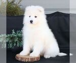 Small Photo #2 Samoyed Puppy For Sale in GORDONVILLE, PA, USA