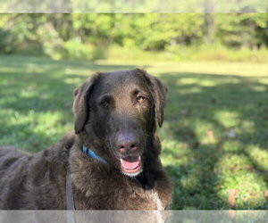 Labradoodle Dogs for adoption in Columbus, IN, USA
