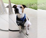 Small #8 American Pit Bull Terrier Mix