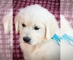 Small Photo #7 English Cream Golden Retriever Puppy For Sale in RUSSIAVILLE, IN, USA