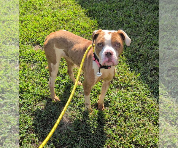 Medium Photo #19 Mutt Puppy For Sale in Rockville, MD, USA