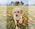 Small Photo #14 Goldendoodle Puppy For Sale in COOKEVILLE, TN, USA