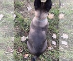 Puppy More puppy pict Belgian Malinois