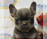 Small Photo #3 French Bulldog Puppy For Sale in DANVILLE, PA, USA