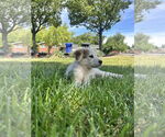 Small #5 Australian Shepherd Mix