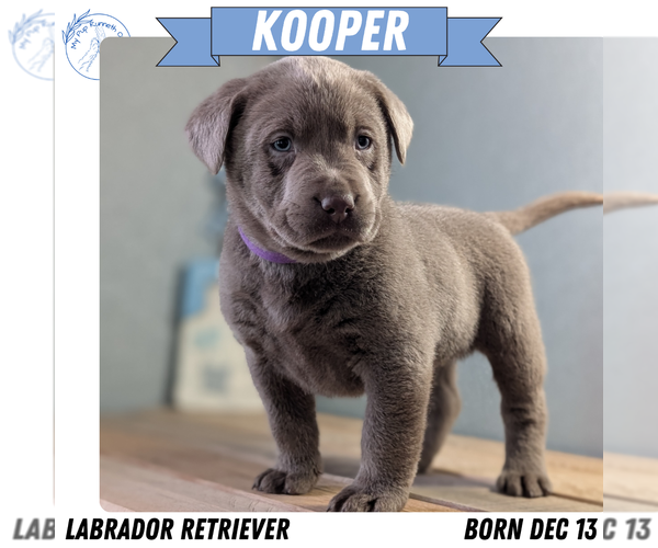 Medium Photo #12 Labrador Retriever Puppy For Sale in GOSHEN, IN, USA