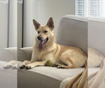 Small #1 Labrador Retriever Mix