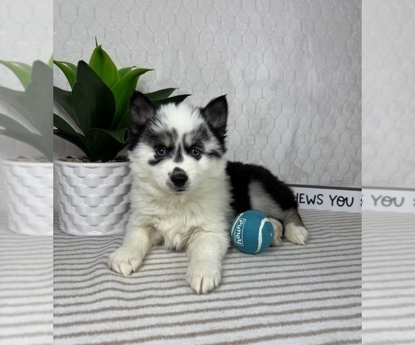 Medium Photo #3 Pomsky Puppy For Sale in GREENFIELD, IN, USA