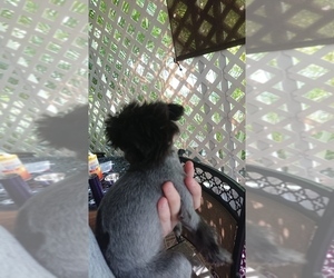 Chinese Crested Puppy for sale in SARASOTA, FL, USA