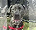 Small #4 American Pit Bull Terrier Mix