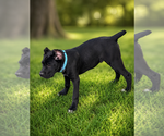 Small #10 Cane Corso