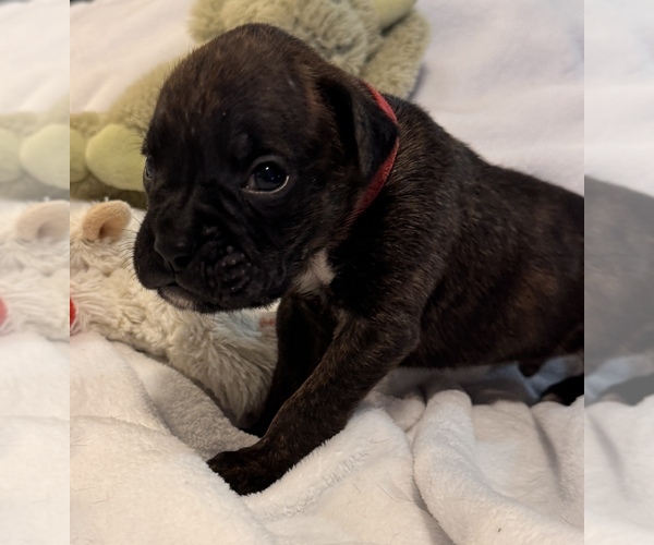 Medium Photo #5 Boxer Puppy For Sale in LANSING, MI, USA