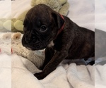 Small #4 Boxer
