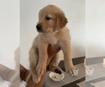 Small Photo #3 Golden Retriever Puppy For Sale in CLEARWATER, FL, USA