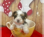 Small #14 Morkie