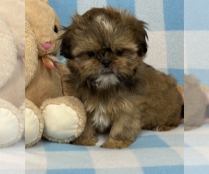 Shih Tzu Puppy for sale in SILEX, MO, USA