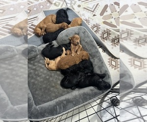 Doodle-Goldendoodle Mix Puppy for sale in WESTON, FL, USA