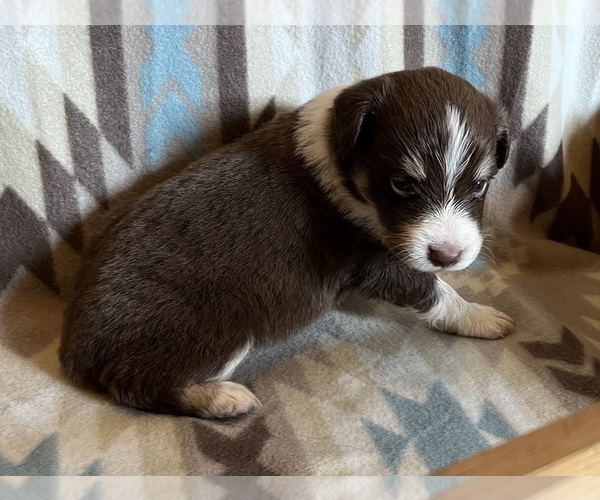 Medium Photo #4 Miniature Australian Shepherd Puppy For Sale in FORT MORGAN, CO, USA