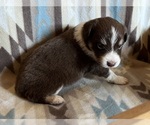 Small #3 Miniature Australian Shepherd