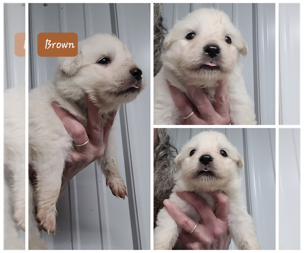 Medium Photo #3 Great Pyrenees Puppy For Sale in SCOTTSVILLE, KY, USA