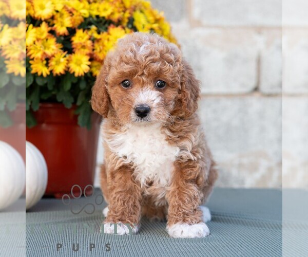 Medium Photo #1 Poodle (Miniature) Puppy For Sale in DORNSIFE, PA, USA