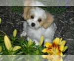 Image preview for Ad Listing. Nickname: Boyd