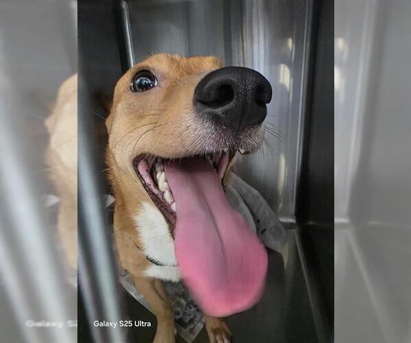 Medium Photo #2 Cardigan Welsh Corgi-Unknown Mix Puppy For Sale in San Antonio, TX, USA