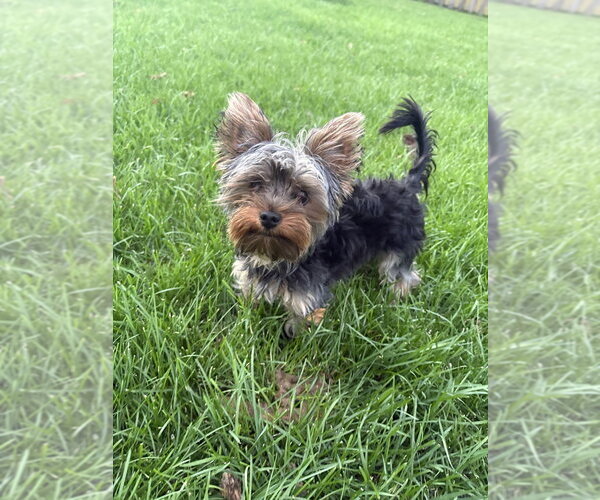 Medium Photo #1 Mutt Puppy For Sale in Andover, MN, USA