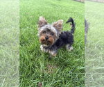 Zyggy - Male Mutt Dog for Adoption - Small photo
