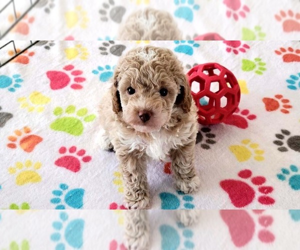 Medium Photo #14 Cock-A-Poo-Poodle (Miniature) Mix Puppy For Sale in ORO VALLEY, AZ, USA