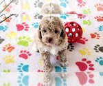 Small #13 Cock-A-Poo-Poodle (Miniature) Mix