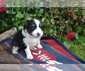 Border Collie Litter for sale in GREENWOOD, WI, USA
