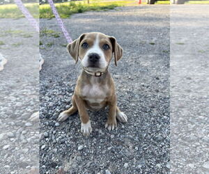 Bullboxer Pit Dogs for adoption in Duluth, MN, USA