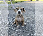 Small Bullboxer Pit