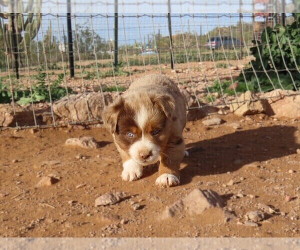 Medium Photo #16 Miniature Australian Shepherd Puppy For Sale in WITTMANN, AZ, USA