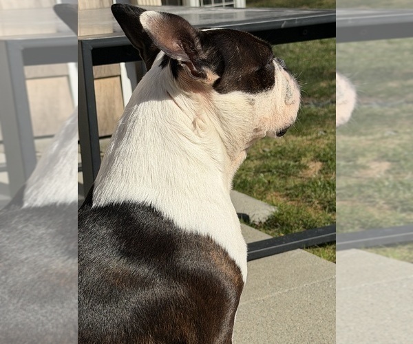 Medium Photo #1 Boston Terrier Puppy For Sale in WARWICK, RI, USA