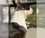 Small Photo #1 Boston Terrier Puppy For Sale in WARWICK, RI, USA