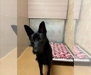 Dutch Shepherd -Siberian Husky Mix Dogs for adoption in Martinez, CA, USA