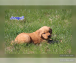Puppy Jonquil Golden Retriever