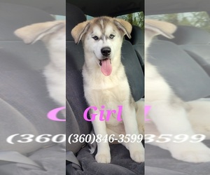 Siberian Husky Puppy for sale in KELSO, WA, USA