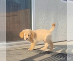 Small Photo #8 Golden Retriever Puppy For Sale in COLUSA, CA, USA
