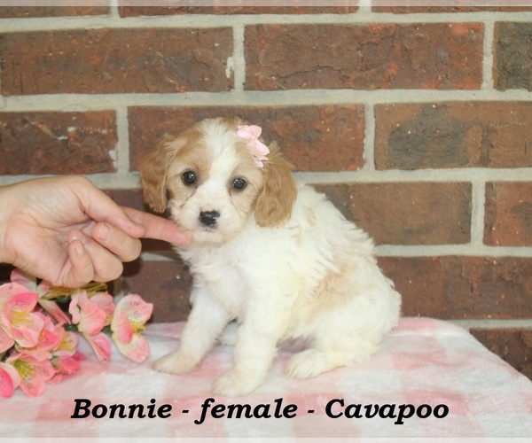 Medium Photo #3 Cavapoo (Miniature) Puppy For Sale in CLARKRANGE, TN, USA